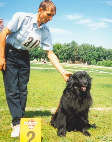 Фото: ньюфаундленд Blyek Favorit Ruta Gel (Блэк Фаворит Рута Гел)