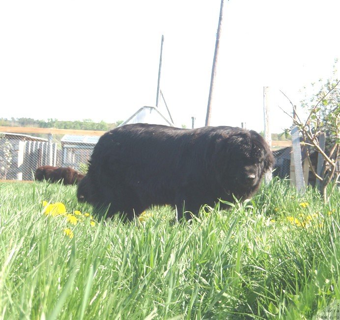 Фото: ньюфаундленд Potap Elana (Потап Елана)