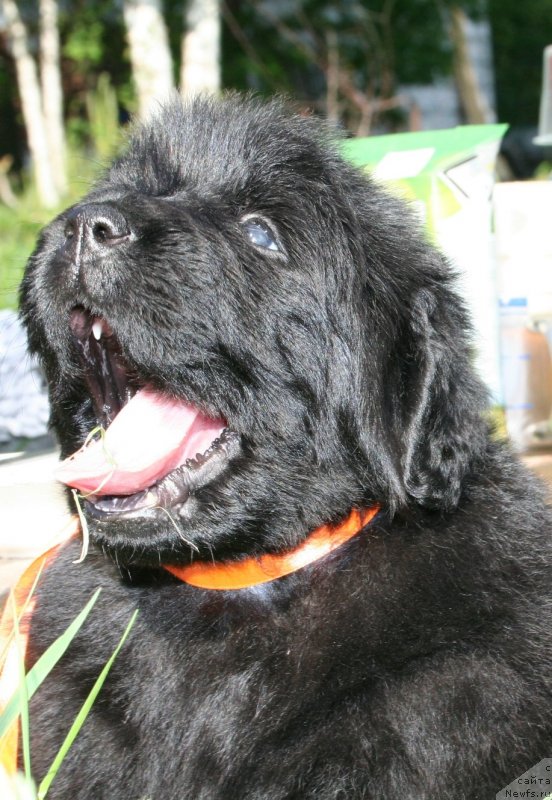 Фотография № 127121