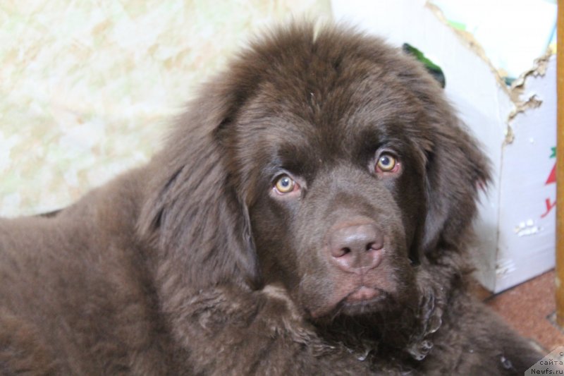 Фото: Mariya CHervaneva (Мария Черванева), ньюфаундленд Chara Hani Les (Чара Хани Лес)