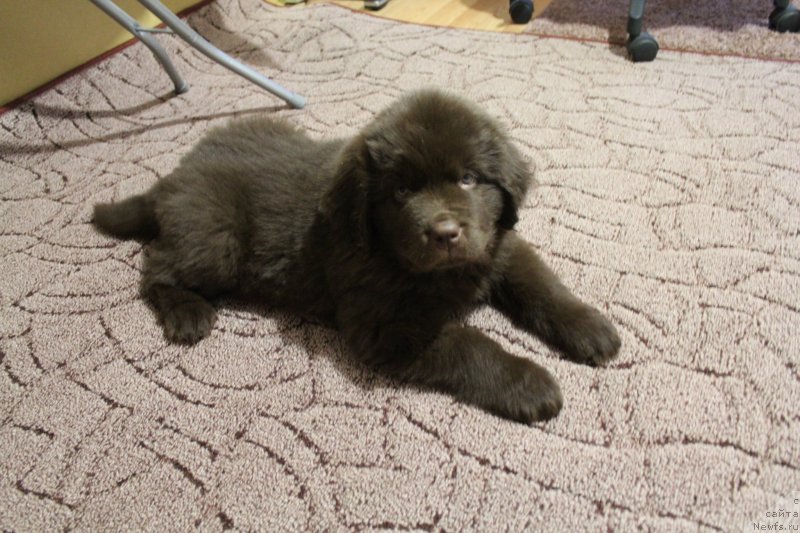 Фото: ньюфаундленд Chara Hani Les (Чара Хани Лес)