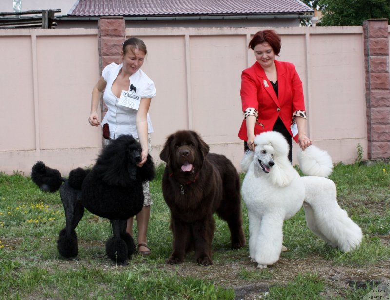 Фото: Пончик, ньюфаундленд Chernyi Sharm Angel'skaya Krasota (Черный Шарм Ангельская Красота), Рондо