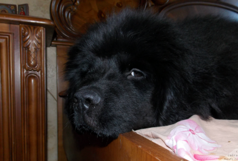 Фотография № 127133