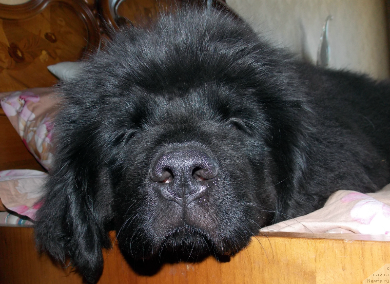 Фотография № 127135