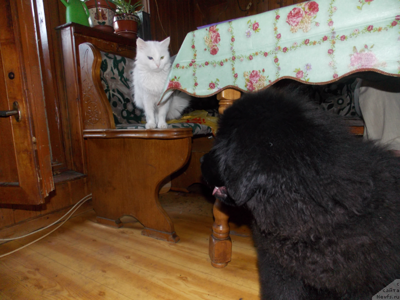 Фотография № 127137