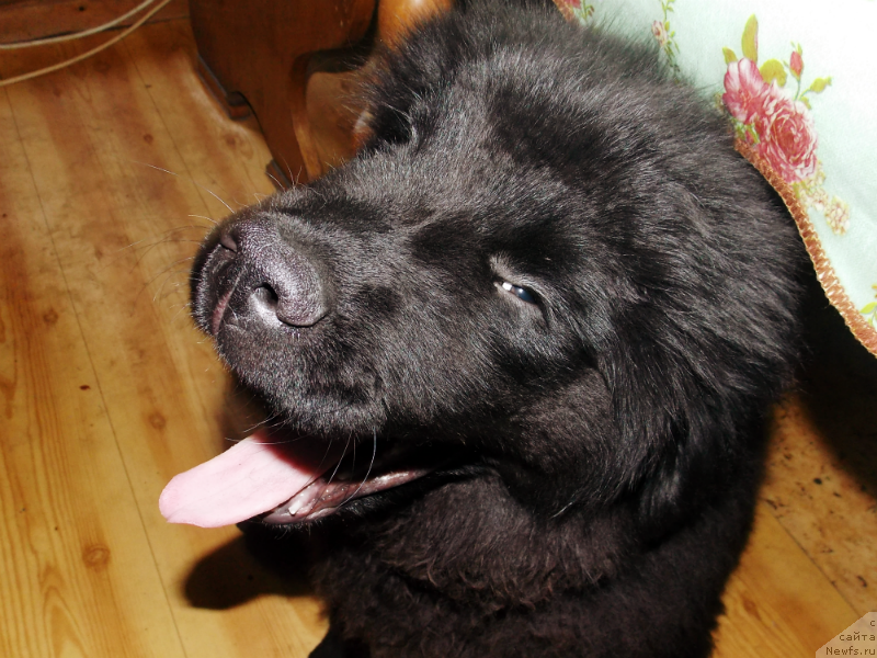 Фотография № 127139