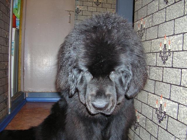 Фото: ньюфаундленд King of Helluland Dizzy Beauty