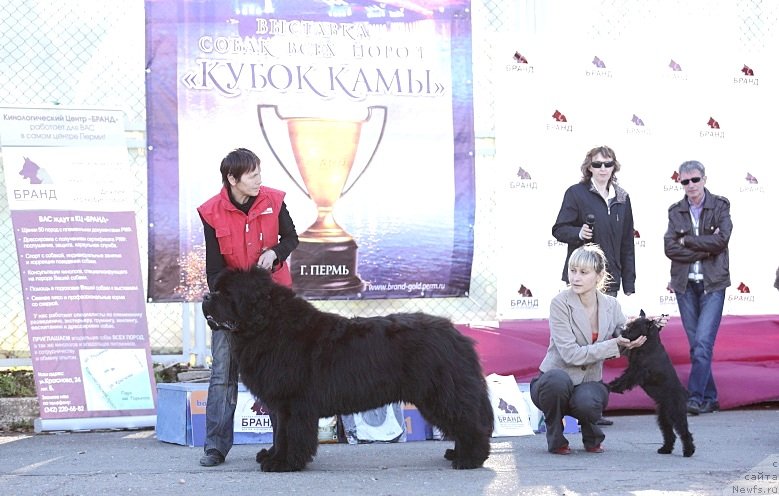 Фото: ньюфаундленд Njufort Fidel (Ньюфорт Фидель)