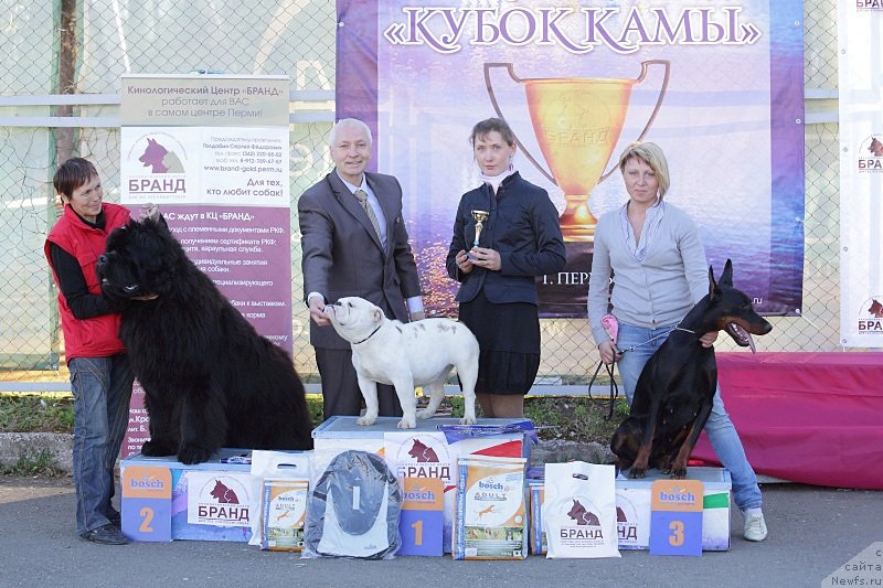 Фото: ньюфаундленд Njufort Fidel (Ньюфорт Фидель)