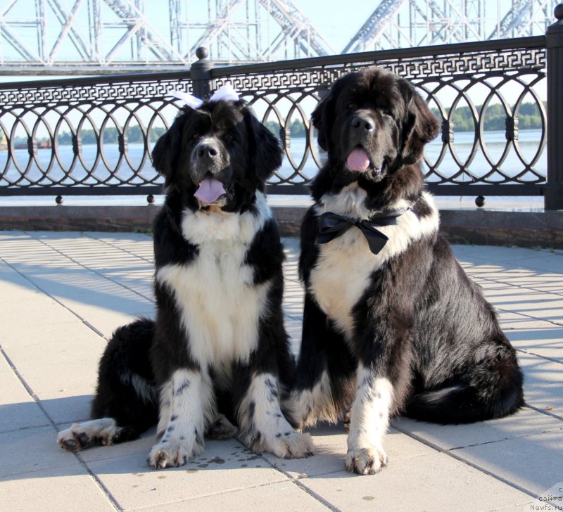 Фото: ньюфаундленд Starbimovlav Gardemarin (Старбимовлав Гардемарин), ньюфаундленд Pitern'yuf Jelannaya Moya (Питерньюф Желанная Моя)