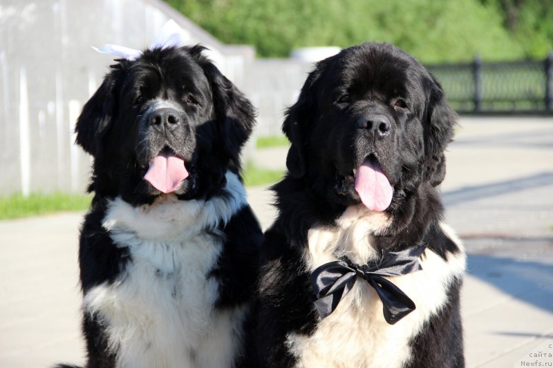 Фотография № 127166