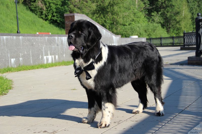 Фото: ньюфаундленд Starbimovlav Gardemarin (Старбимовлав Гардемарин)