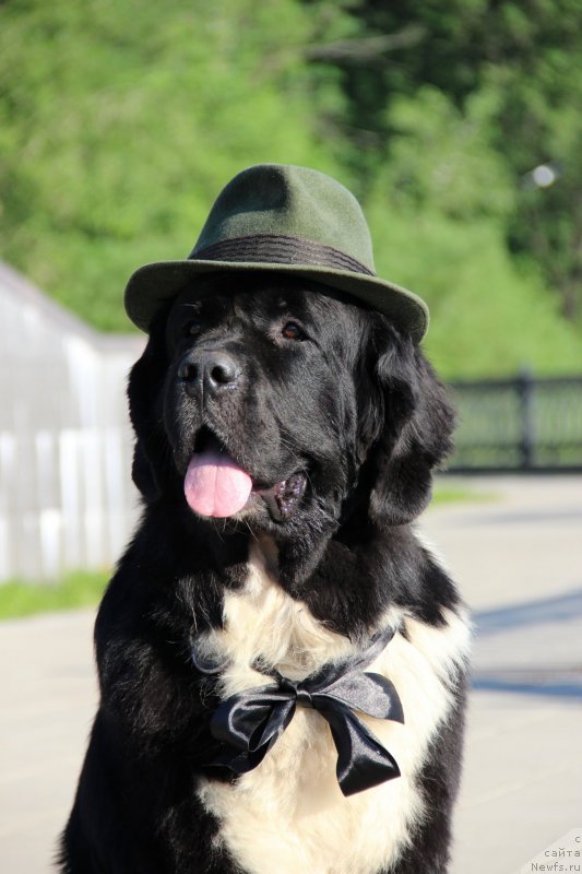 Фото: ньюфаундленд Starbimovlav Gardemarin (Старбимовлав Гардемарин)