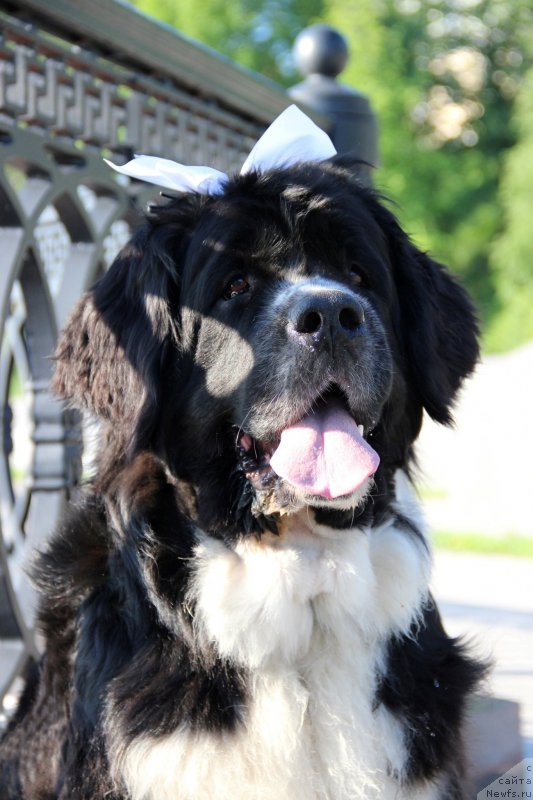 Фото: ньюфаундленд Pitern'yuf Jelannaya Moya (Питерньюф Желанная Моя)