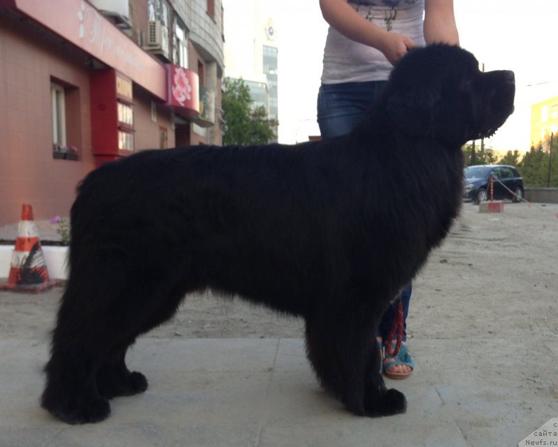 Фото: ньюфаундленд Akvatoriya Kelvin Tu Lav Layf (Акватория Келвин Ту Лав Лайф)