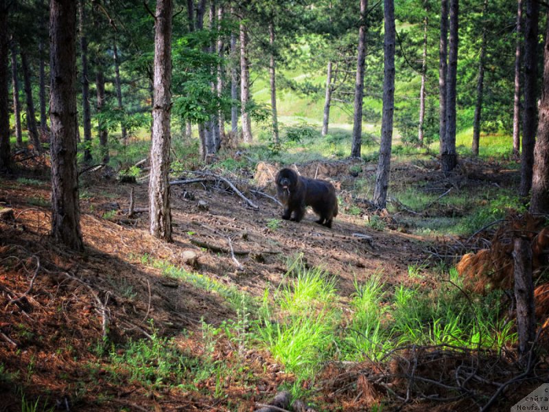 Фотография № 127177