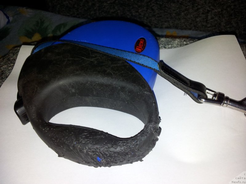 Фото: Дела зубок, ньюфаундленд Beguschaya po Volnam Esperanto Etulo CHui (Бегущая по Волнам Есперанто Етуло Чуи)