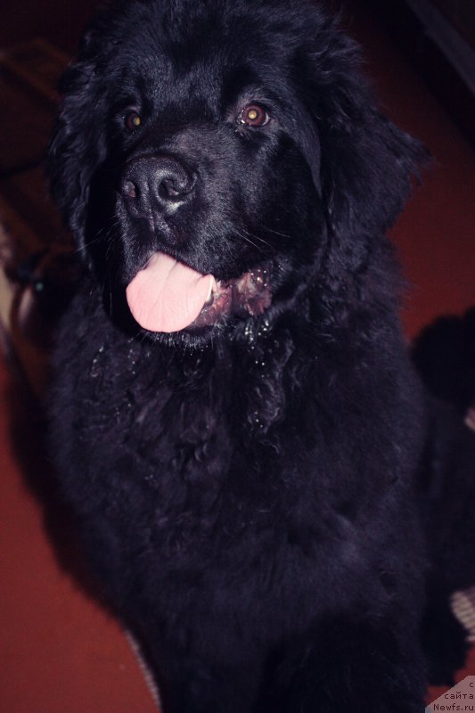 Фотография № 127183