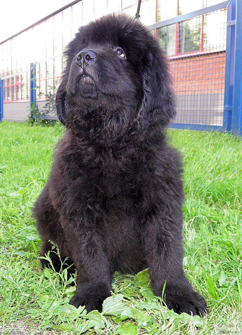 Фото: ньюфаундленд Inayter De Dyuk (Инайтер Де Дюк)