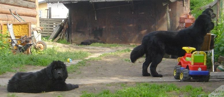 Фото: ньюфаундленд Bjornebandens Nancy Wilson, ньюфаундленд Dar Svezy Believe Me (Дар Свезы Белив Ми), Дар Свезы Со ит Шелл Би