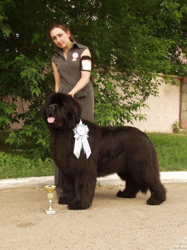 Фото: Viktor Hrischanovich (Виктор Хрищанович), ньюфаундленд Greatfire Stalker iz Volotova