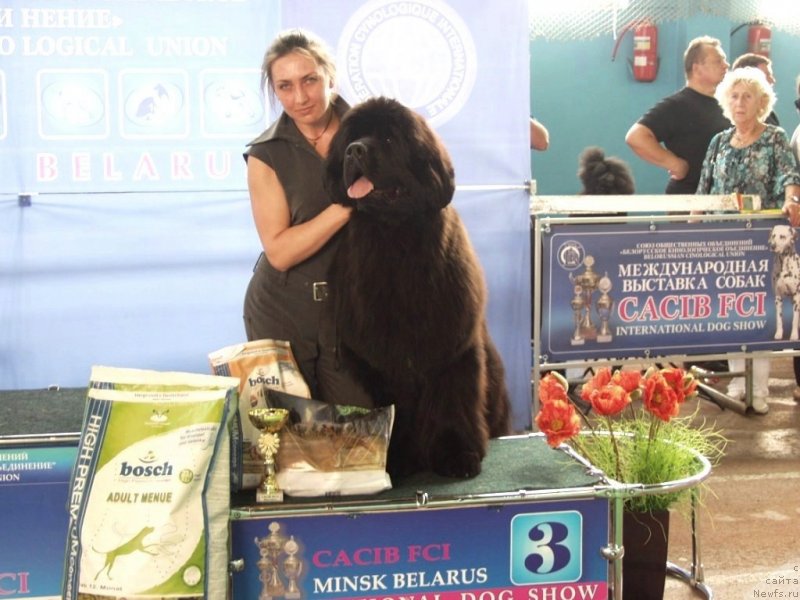 Фото: ньюфаундленд Greatfire Stalker iz Volotova, Natal'ya Dubovskaya (Наталья Дубовская)