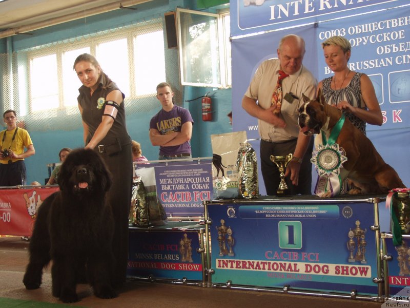 Фото: ньюфаундленд Rain Coast You Too, Natal'ya Dubovskaya (Наталья Дубовская)