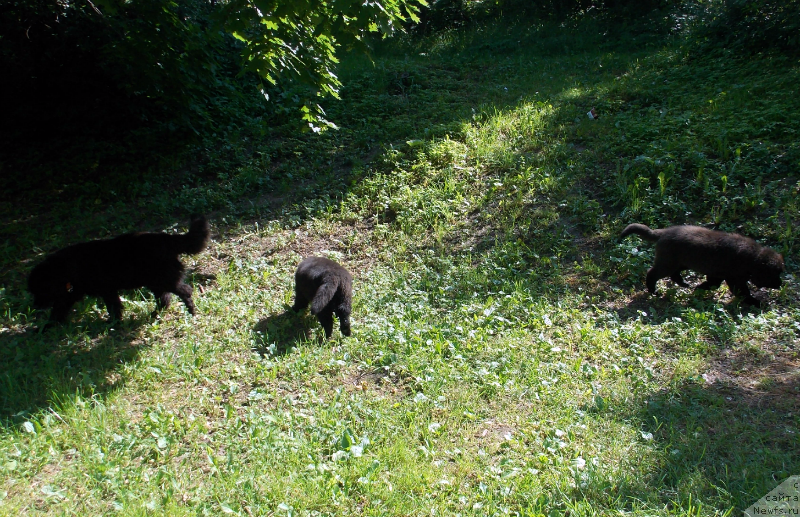 Фотография № 127220