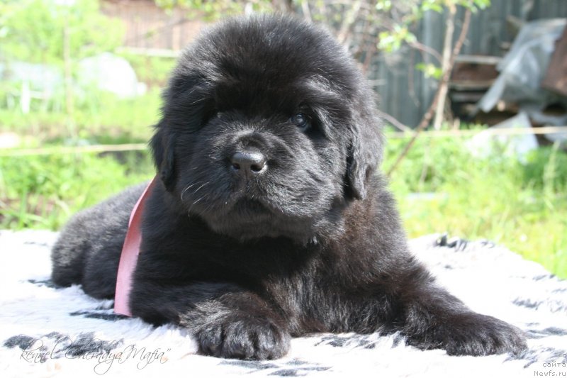 Фото: ньюфаундленд Chernaya Mafia Must Have (Черная Мафия Муст Хаве)