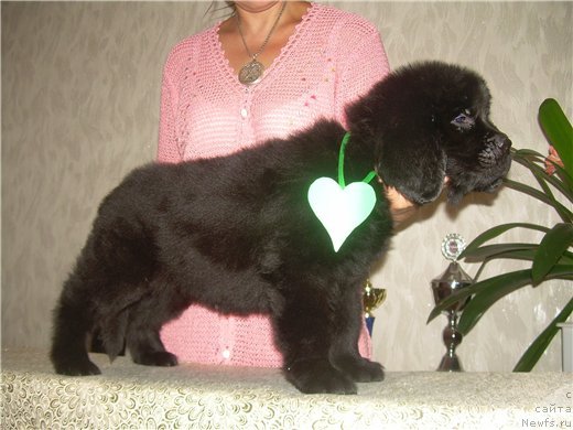 Фото: ньюфаундленд Tselyj Mir Neo Bolshoj Malysh