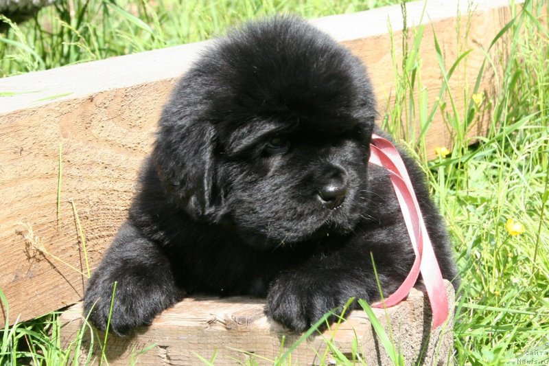 Фотография № 127286