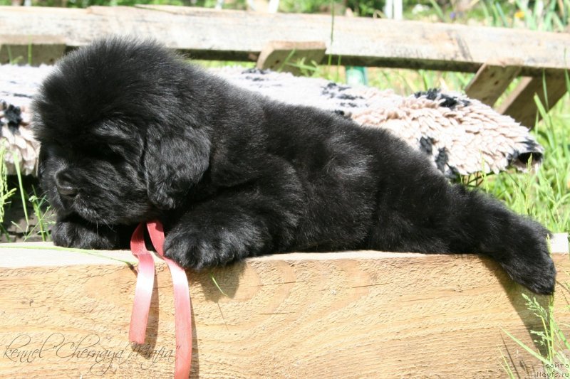 Фотография № 127291