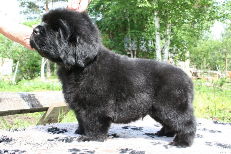 Фотография № 127300