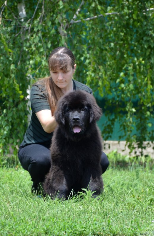 Фото: ньюфаундленд Amber CHarm In Takt (Амбер Чарм Ин Такт)