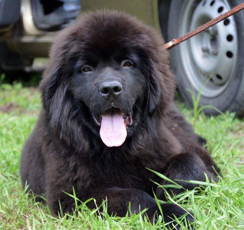 Фотография № 127329