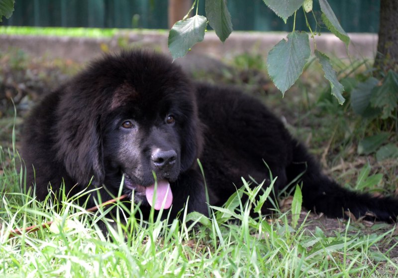 Фотография № 127332