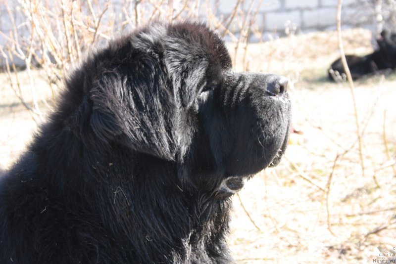 Фото: ньюфаундленд Beguschaya po Volnam Zero Kool (Бегущая по Волнам Зеро Коол)