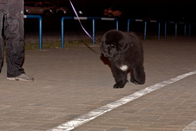 Фото: ньюфаундленд Beguschaya po Volnam Elegant Elizabeth (Бегущая по Волнам Елегант Елизабетх)