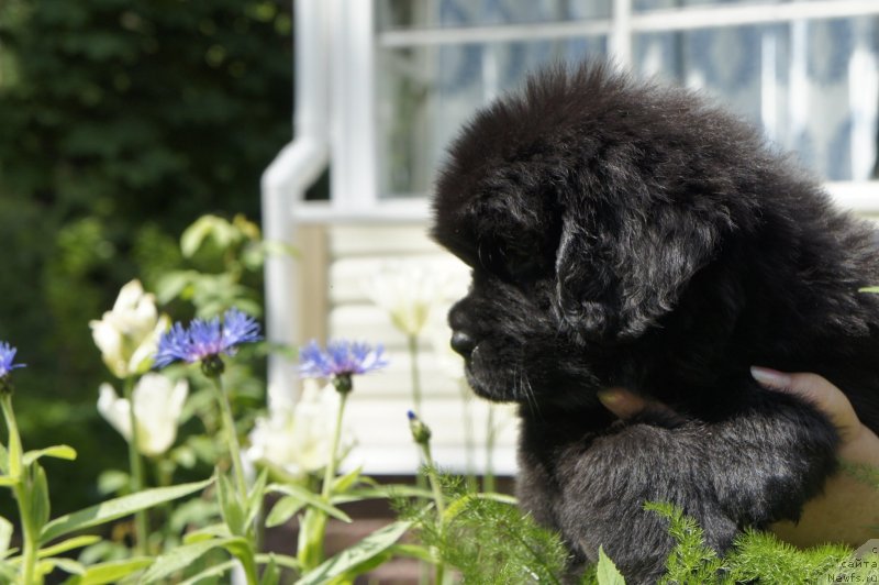 Фото: Дети, ньюфаундленд New Beothuks Gold for Smigar, и, ньюфаундленд Likefather Like Son Midnight Bear