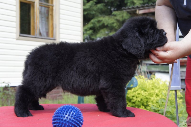 Фото: Дети, ньюфаундленд New Beothuks Gold for Smigar, и, ньюфаундленд Likefather Like Son Midnight Bear