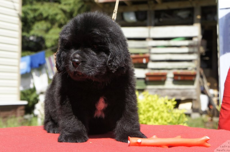 Фото: Дети, ньюфаундленд New Beothuks Gold for Smigar, и, ньюфаундленд Likefather Like Son Midnight Bear