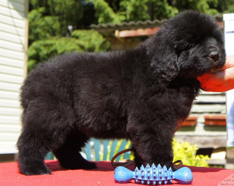 Фото: Дети, ньюфаундленд New Beothuks Gold for Smigar, и, ньюфаундленд Likefather Like Son Midnight Bear