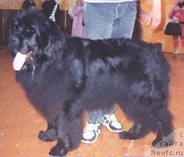 Фото: ньюфаундленд Frihedshabs Nat King Coole