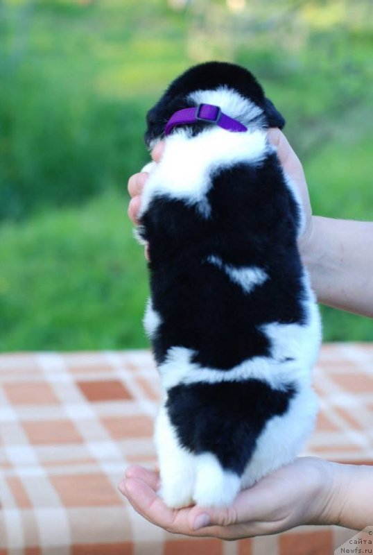 Фото: Fluffy Avalanche Neck or nothing