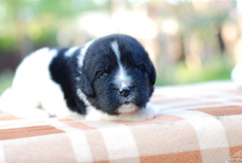 Фото: Fluffy Avalanche Neck or nothing