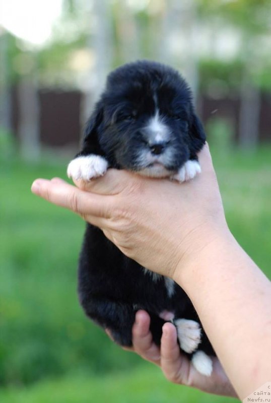 Фото: Fluffy Avalanche nostrum