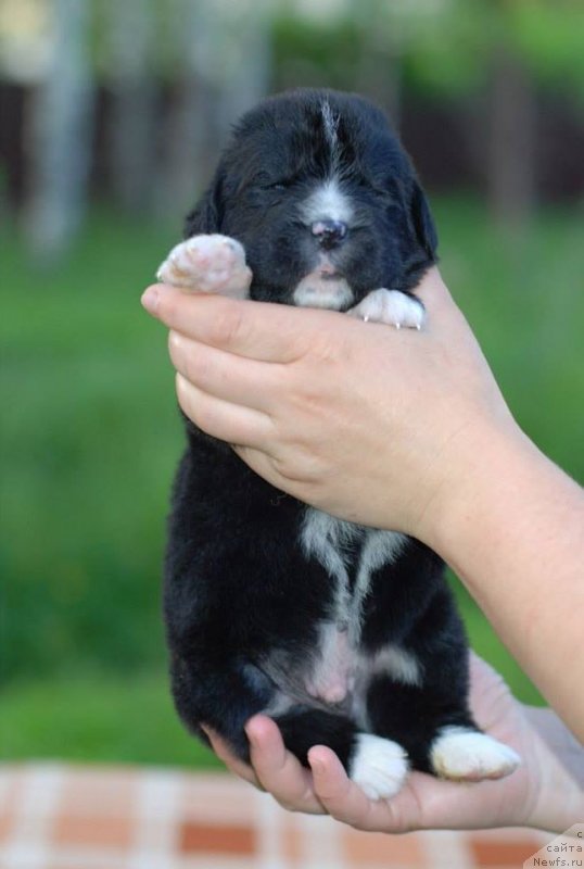 Фото: Fluffy Avalanche nightfall
