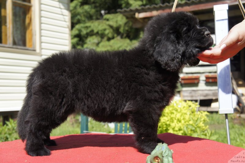 Фото: Дети, ньюфаундленд New Beothuks Gold for Smigar, и, ньюфаундленд Likefather Like Son Midnight Bear