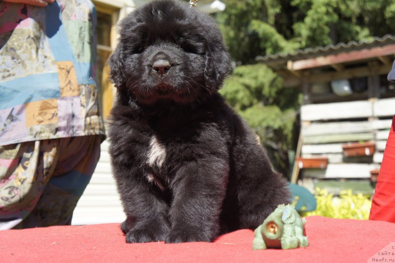 Фото: Дети, ньюфаундленд New Beothuks Gold for Smigar, и, ньюфаундленд Likefather Like Son Midnight Bear