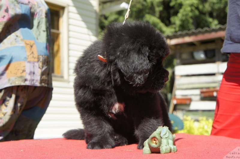 Фото: Дети, ньюфаундленд New Beothuks Gold for Smigar, и, ньюфаундленд Likefather Like Son Midnight Bear